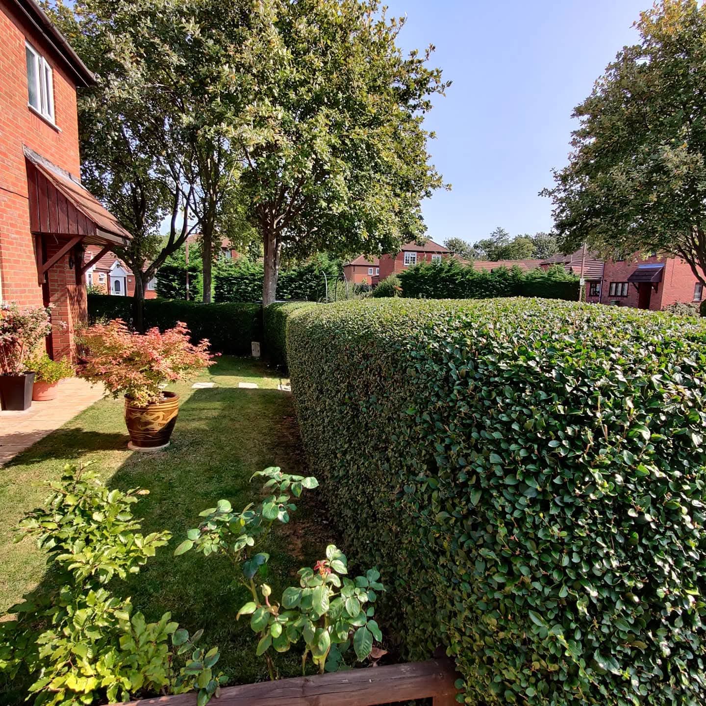 Maintained lawn and hedge borders