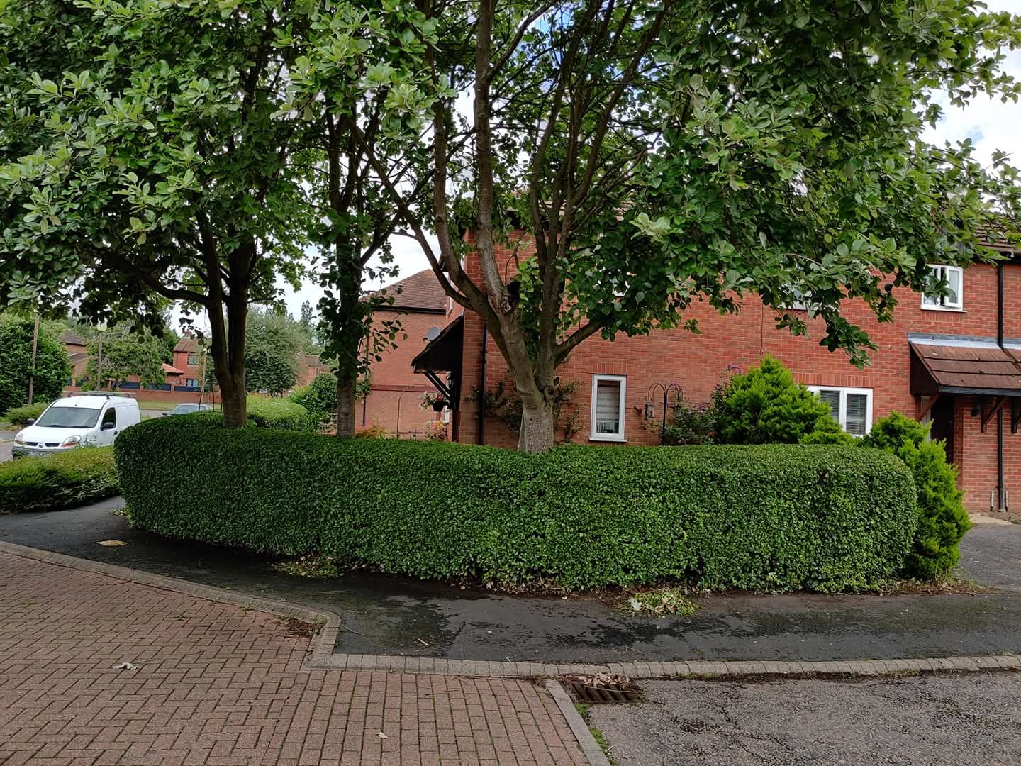 Neatly trimmed hedges